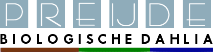 Preijde Biologische Dahlia